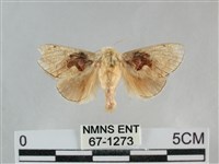 藏品(基褐刺蛾)的圖片