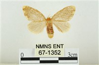 藏品(黑翅黃毒蛾)的圖片