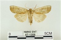 藏品(臺洒波紋蛾)的圖片