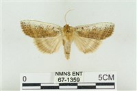 藏品(臺洒波紋蛾)的圖片