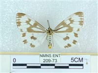 藏品(粉蝶燈蛾)的圖片