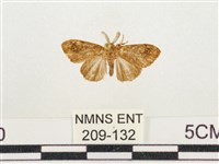 藏品(小白紋毒蛾)的圖片