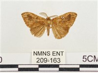 藏品(小白紋毒蛾)的圖片