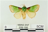 藏品(基褐綠刺蛾)的圖片