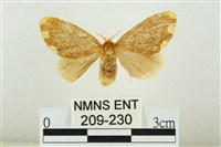 藏品(黑翅黃毒蛾)的圖片