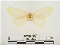 藏品(榕透翅毒蛾)的圖片