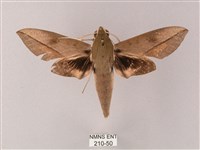 藏品(藏斜紋天蛾)的圖片