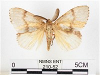 藏品(木毒蛾)的圖片