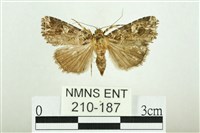 藏品(白斑散紋夜蛾)的圖片