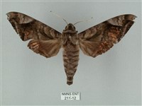 藏品(全緣缺角天蛾)的圖片