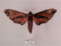 藏品(桃紅六點天蛾)的圖片