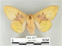 藏品(青枯葉蛾)的圖片