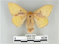 藏品(青枯葉蛾)的圖片