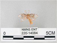 藏品(臺灣卵翅蛾)的圖片