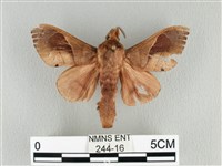 藏品(大褐斑枯葉蛾)的圖片