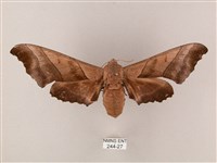 藏品(齒翅三線天蛾)的圖片