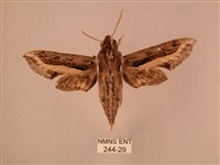 藏品(斜線天蛾)的圖片