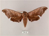 藏品(齒翅三線天蛾)的圖片