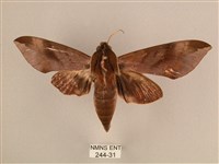 藏品(背中白天蛾)的圖片