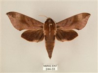 藏品(背中白天蛾)的圖片