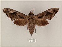 藏品(全緣缺角天蛾)的圖片