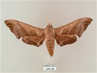 藏品(齒翅三線天蛾)的圖片