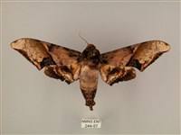 藏品(臀角斑天蛾)的圖片