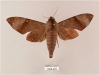 藏品(臺灣缺角天蛾)的圖片