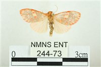 藏品(三色豔苔蛾)的圖片