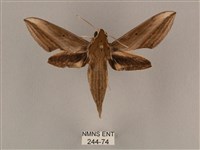 藏品(背線天蛾)的圖片