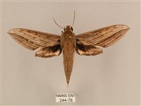 藏品(背線天蛾)的圖片