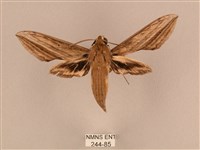 藏品(背線天蛾)的圖片