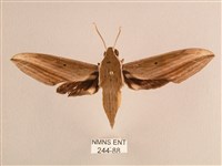 藏品(背線天蛾)的圖片