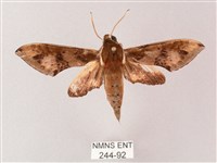 藏品(雙斑白肩天蛾)的圖片