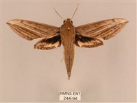 藏品(背線天蛾)的圖片