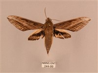 藏品(背線天蛾)的圖片