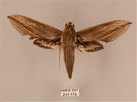 藏品(棕綠背線天蛾)的圖片