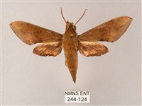 藏品(臺灣白肩天蛾)的圖片