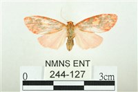 藏品(三色豔苔蛾)的圖片