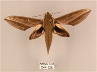 藏品(背線天蛾)的圖片