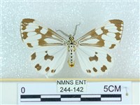 藏品(粉蝶燈蛾)的圖片