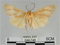 藏品(橙擬燈蛾)的圖片