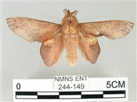 藏品(緣斑枯葉蛾)的圖片