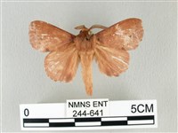 藏品(馬尾松枯葉蛾)的圖片