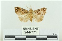 藏品(粉紅帶散紋夜蛾)的圖片