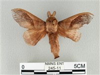 藏品(大褐斑枯葉蛾)的圖片