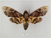 藏品(鬼臉天蛾)的圖片