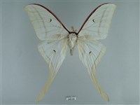 藏品(長尾水青蛾)的圖片