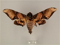 藏品(臀角斑天蛾)的圖片