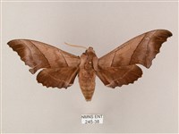 藏品(齒翅三線天蛾)的圖片